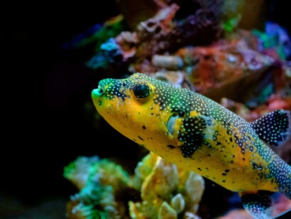 Un pesce palla dai vivaci colori giallo e verde con punti bianchi