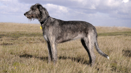 Un esemplare di Irish Wolfhound, il levriero irlandese