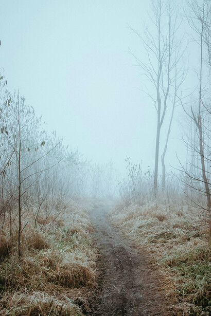 El camino entre la niebla simboliza el recorrido interior de quien busca distinguir entre los hechos y las historias que construye su mente