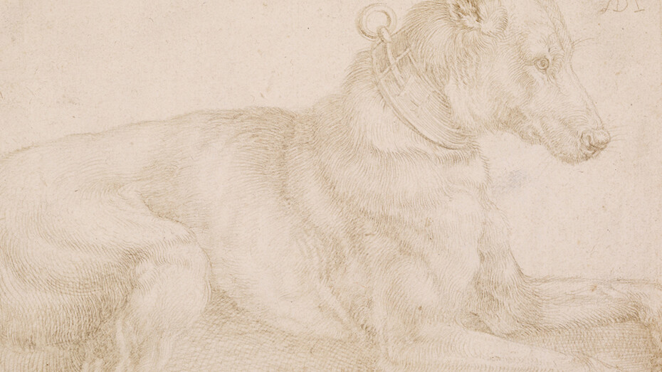 Albrecht Dürer. A Dog Resting (recto) 1520. Silverpoint over traces of carbon black on pale pink prepared paper 12.8x18 cm. On loan from The British Museum, London