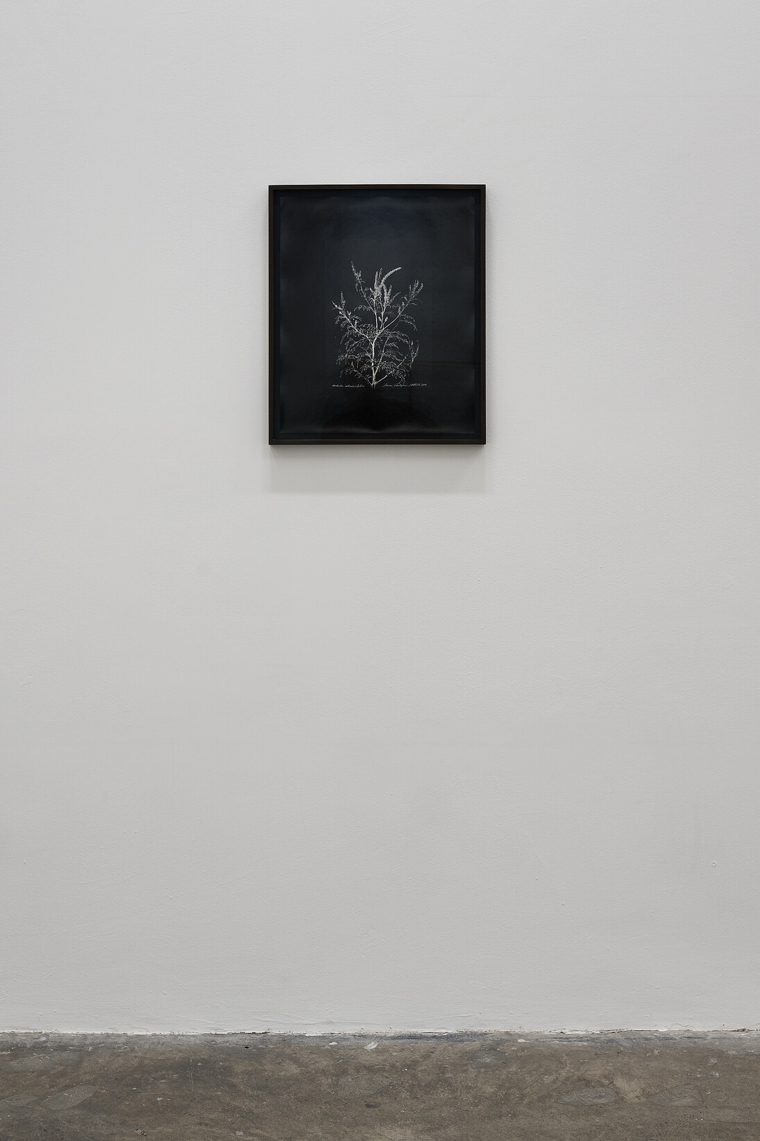 Chris Evans, Diplomatic Letter IV, Ambrosia Artemisiifolia, commissioned drawing by Arūnas Gelūnas, Ambassador for Lithuania at UNESCO, inverted, 2014. Silver Gelatin Print, framed, 53 x 44.5 cm. Project Arts Centre, Dublin (2014)