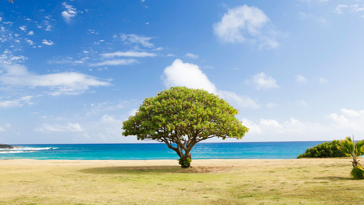 Les arbres sont un exemple parfait du fonctionnement des êtres vivants