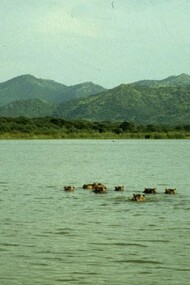 Lago Chew Bar