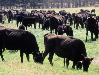 A huge group of wagyus