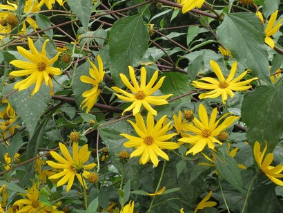 Fiori di Topinambur