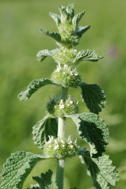 Marrubio (Marrubium vulgare)