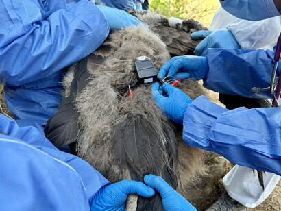 Su plumaje oscuro y juvenil contrasta con la imponencia que alcanzará en la adultez, anticipando el vuelo majestuoso de su especie