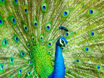 Cuánta pluma