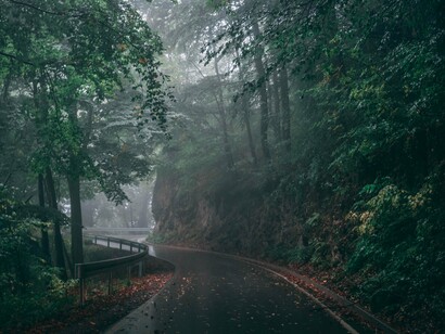 A quiet forest road covered in mist, symbolising the uncertain path of emotional recovery and resilience