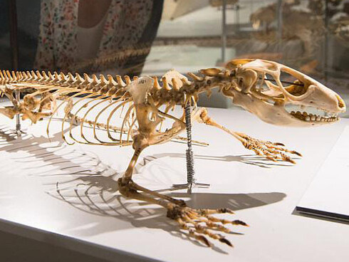 Mosasaur Hall. Courtesy of Royal Belgian Institute of Natural Sciences