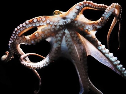 Octopus possesses nerve circuits similar to those of other more evolved animals