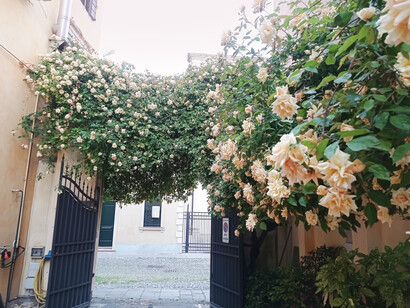 Rosa Reve d'Or nel giardino Foto Cristina Motta