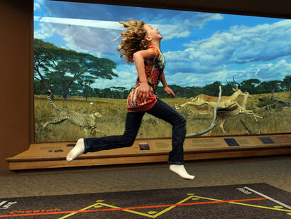 Wildlife Exhibits. Courtesy of Denver Museum of Nature & Science