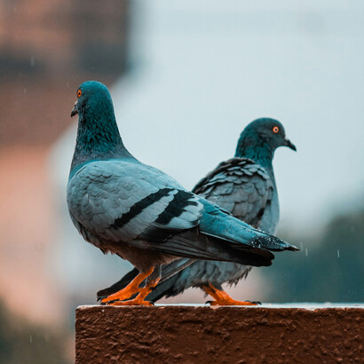 Infectious disease carriers such as pigeons hide in plain sight