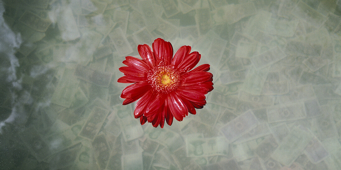 Marissa Roth, A gerbera daisy floats in a large vat of water where offerings of small Yuan notes have sunk to the bottom, at Jokhang Monastery in Lhasa. September 2010. © Marissa Roth.