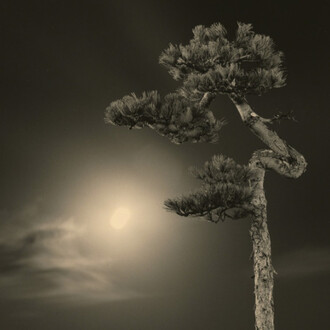 Masao Yamamoto. Courtesy of Mizuma Art Gallery 