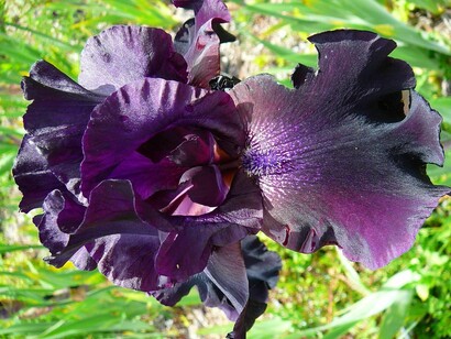 'Study In Black' Bearded Iris © Kingsbrae Garden