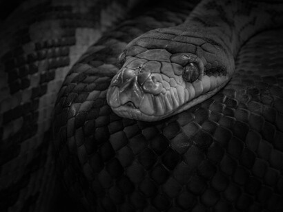 Como faraón representa la circunferencia del círculo, se desprende que la vara de Dios habría de funcionar como su diámetro