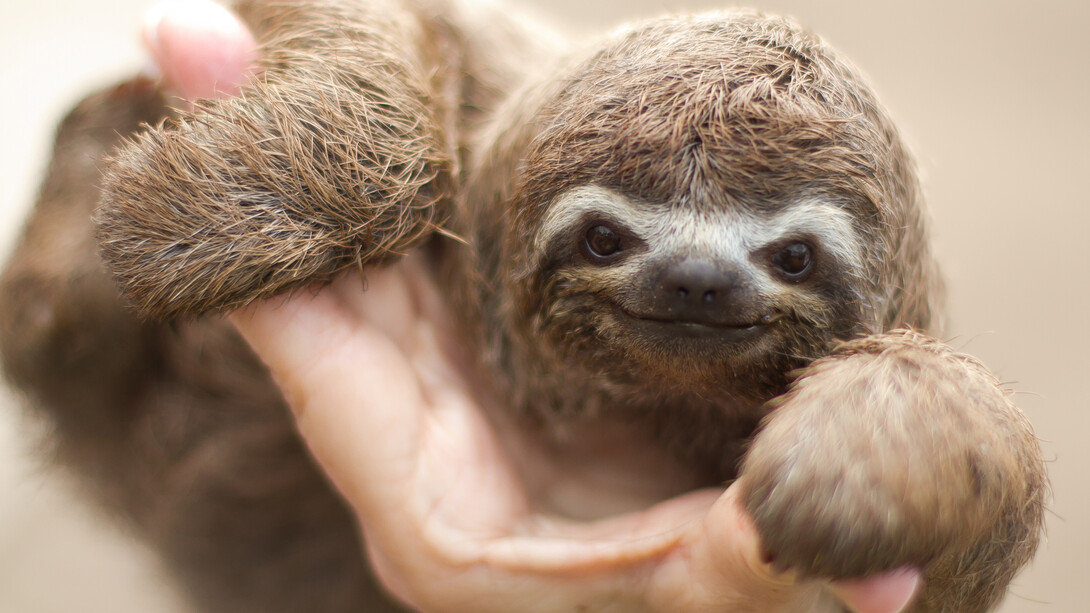 A little Sloth