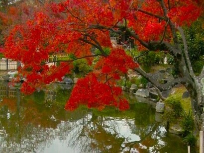 Intense colours in Kyoto