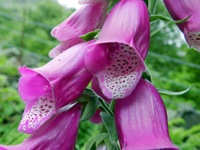 Digitale (Digitalis purpurea)