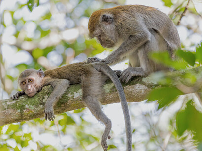The female monkey has more decision-making power in the partnership