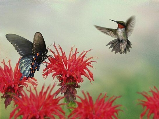 Stephanie Rozzo, Monterey, California, USA, Ruby–throated Hummingbird, Pipevine Swallowtail, Scarlet Bee–balm, (Archilochus colubris, Battus philenor, Mondarda didyma), Scarlet Pollinators, Digital (entirely), 2013, 14x11 in (35.5x27.9 cm)