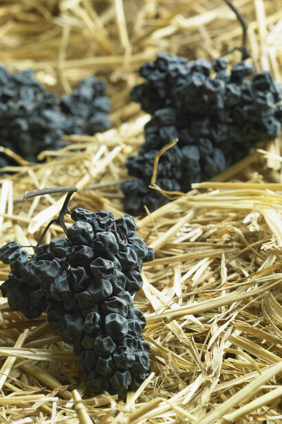 Appassimento delle uve