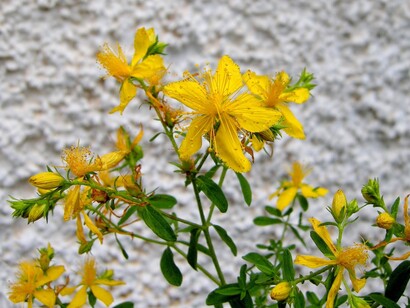 Fiori di iperico