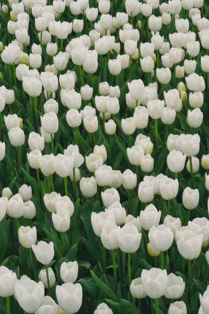 Dentro de los grupos, suele prevalecer la tendencia a la homogeneidad, rechazando lo que no encaja en su esquema