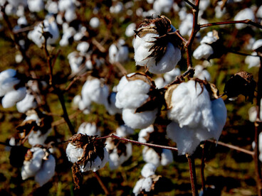 Close-up shot of cotton grown on a regenerative farm, reflecting eco-friendly practices and the craftsmanship of textile artisans