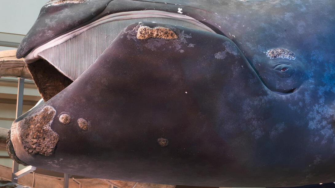 Sant Ocean Hall. Courtesy of Smithsonian's National Museum of Natural History