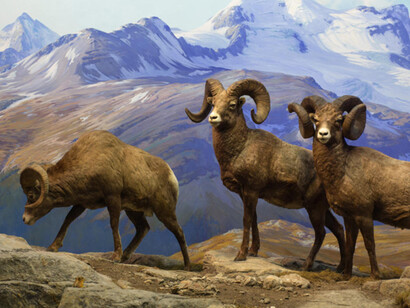 Bernard Family Hall of North American Mammals. Courtesy of American Museum of Natural History