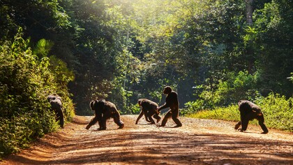 The social life of chimpanzees is very complex