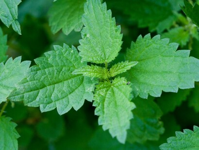 Ortica, leggermente salata