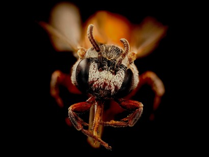 Los especialista se inclinan a ver un motivo de defensa contra los parásitos e insectos