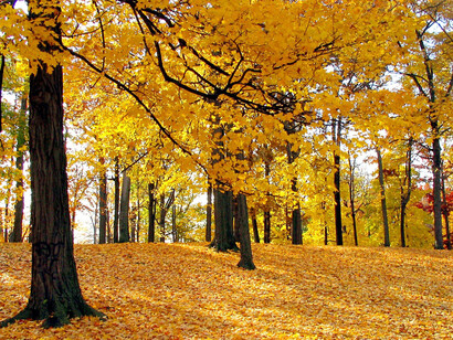 I colori dell'autunno