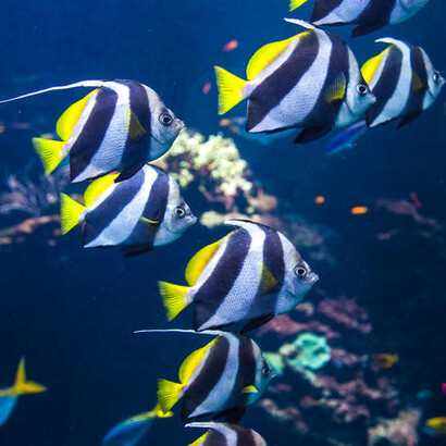 Animal Attraction. Courtesy of California Academy of Sciences