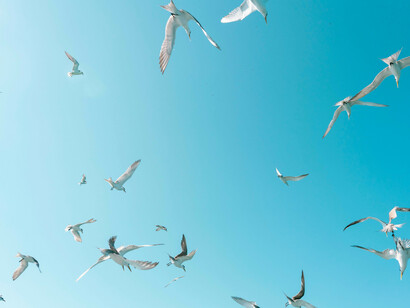 Gabbiani nel cielo azzurro