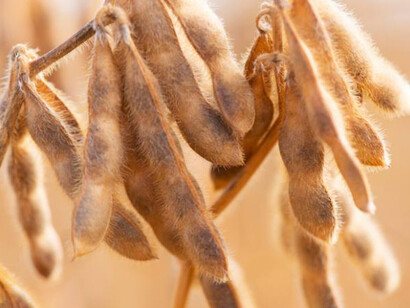 Durante la década de 1990, se introdujo en Argentina un modelo de producción agrícola basado en el monocultivo de una variedad de soja genéticamente modificada resistente al glifosato