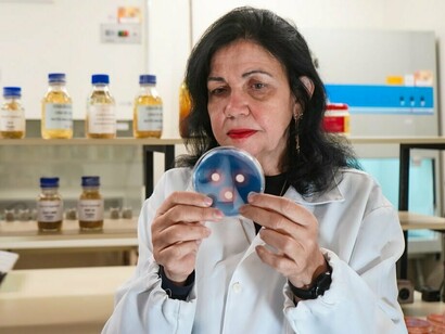 A pesquisadora Mariangela Hungria analisa culturas de microrganismos em laboratório. Décadas de pesquisa permitiram transformar bactérias benéficas em bioinsumos capazes de aumentar a produtividade agrícola e reduzir o uso de fertilizantes químicos. Suas pesquisas ajudaram a consolidar o Brasil como referência mundial em inoculação biológica de culturas agrícolas