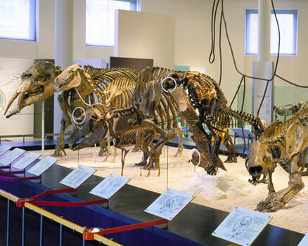 Hall of Primitive Mammals. Courtesy of American Museum of Natural History