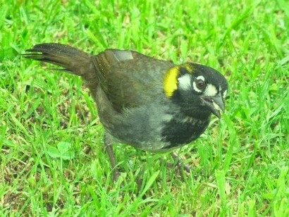 Pájaro no identificado