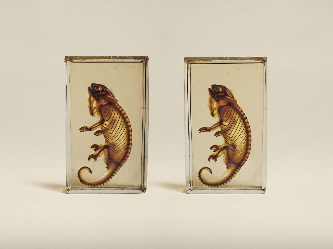 Jim Naughten, Owens Chameleon (Chamaelo Owenii), Oxford Museum of Natural History (c) Jim Naughten