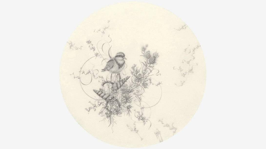 Eva Nolan, Black-fronted Dotterel and Fringed Lily, 2023, graphite pencil on paper, acrylic frame, 20x20 cm. Courtesy the artist and Olsen Gallery, Sydney