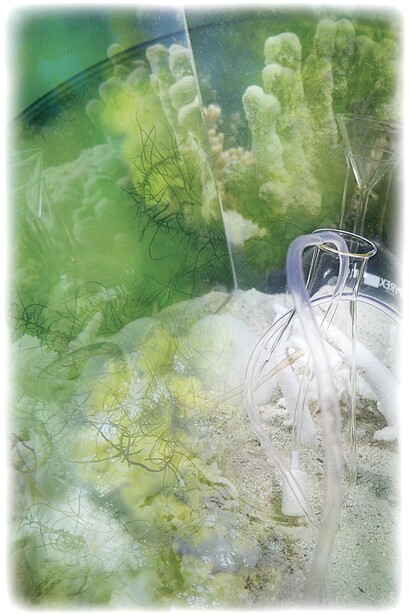 Janet Laurence, Coral Collapse (Homeopathy #3) 2015, Courtesy of Janet Laurence and The Fine Art Society