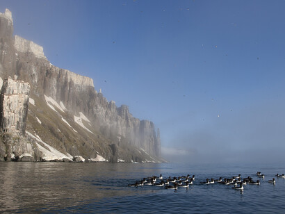 Brunnichs Guillemots © John Aitchison