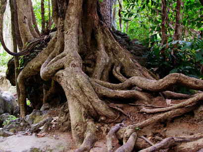 Cuando aparece el sistema en red percibimos que las plantas están interconectadas bajo la tierra