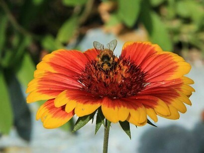 Kat Dennis, Looking Bee, Photography on Canvas, 11" x 14"