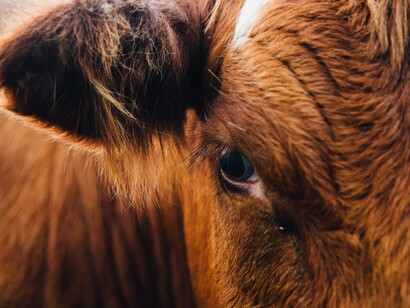Pero seguimos consumiendo carne por encima de nuestras posibilidades